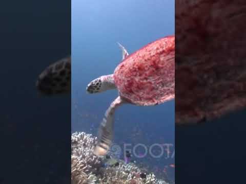 Red turtle and other fish #shorts #short