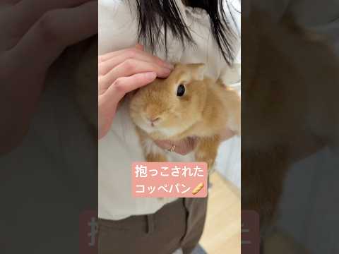 抱っこされたコッペパンうさぎが可愛いすぎる。#うさぎ #rabbit #bunny #bunnygirl