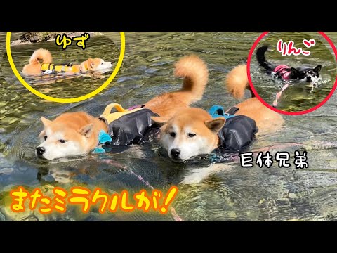 柴犬たちが最後にミラクル発動しました！泳ぎ納めです