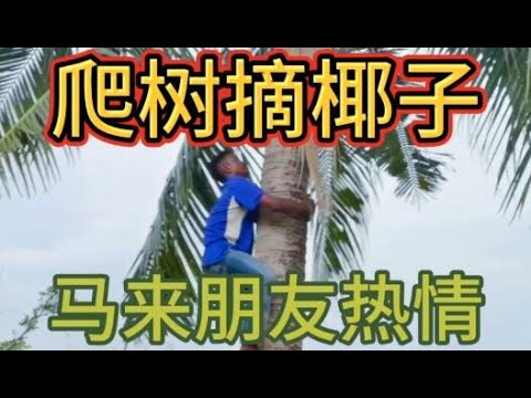 马来西亚朋友徒手爬树采椰子，很历害。椰子树大概6米高，也就几步就爬上去了。My Malaysian friend climbed a tree to pick coconuts.