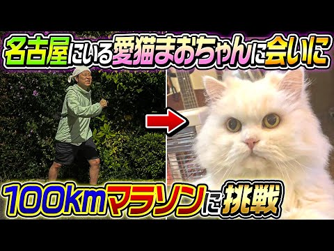 【大挑戦】愛猫まおちゃんに会いに100キロマラソンに挑戦！！