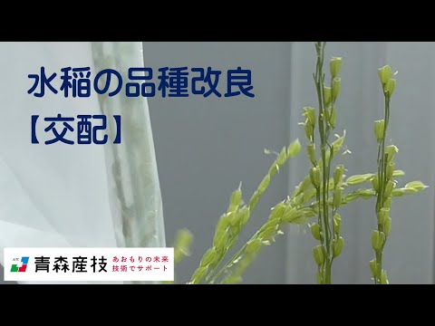 水稲の品種改良（交配）AS18【農林総合研究所】