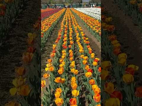 Enchanting colors of tulips at Indira Gandhi Memorial Tulip Garden in Srinagar, Kashmir!