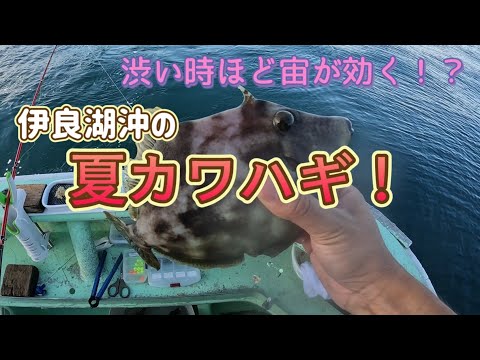 宙釣りで攻略！伊勢湾の夏カワハギ！