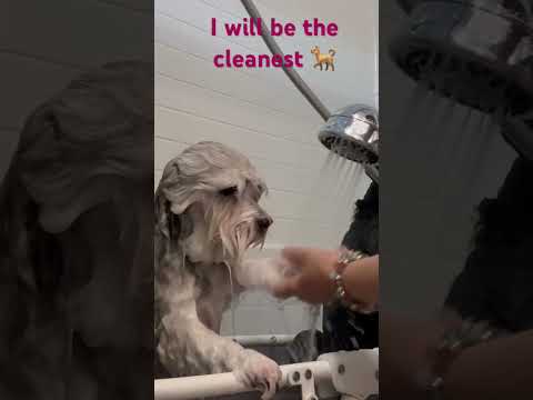 Pebbles bath time 🐕#puppy #dog #dogcare ##lovablepets #pets #fyp