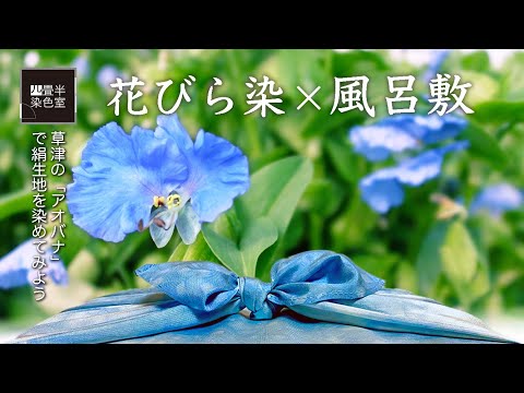 アオバナを摘んで花びら染めの風呂敷を作ってみた〜空色風呂敷〜flower petal dyeing  & Furoshiki