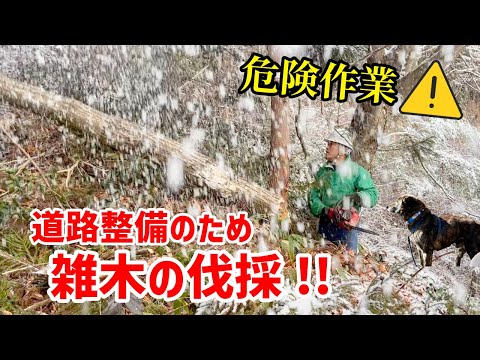 【朝雪】道路を作るために雑木を伐採 -We cut down trees to make roads.-