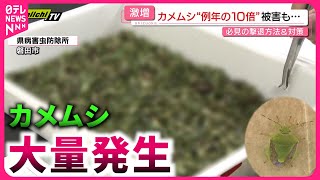 【激増】例年の10倍!? "カメムシ"大量発生の原因と対策は？　静岡　NNNセレクション