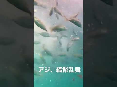 サビキ釣りを水中動画で見た夏の訪れ