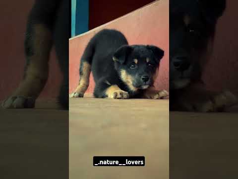 Lovely puppy #instagood #love #reels #nature #photography #puppy #vijayawada #bezawada #petlovers