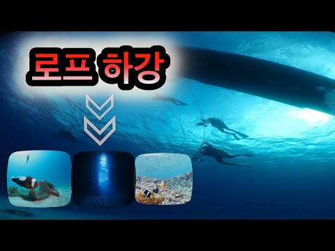 [오키나와 다이빙]  다이빙 기본스킬 (프로 하강) 핑크머메이드