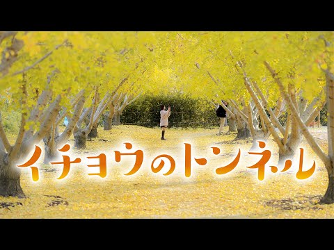 【黄金色に染まる街】１万１千本のイチョウが見頃  愛知・祖父江町　Ginkgo trees color the town gold.  Sobue, Inazawa City, Aichi