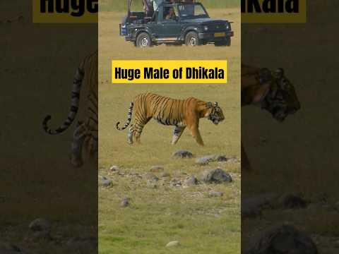 Huge Male Tiger Sighting in Dhikala | Jim Corbett best zone #shorts #tiger #trending