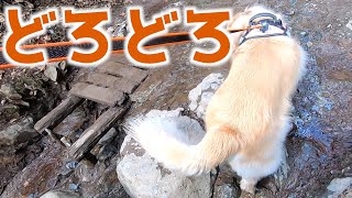 リハビリがてら、愛犬と登山したらいろいろひどかった