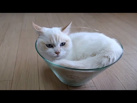 【跟貓一起玩】一碗麻吉  Cat with Bowl