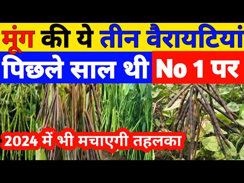 गर्मी में मूंग की ये वैरायटी 2024 में उत्पादन में झंडे गाड़ देगी|Moong ki top variety|मूंग का बीज