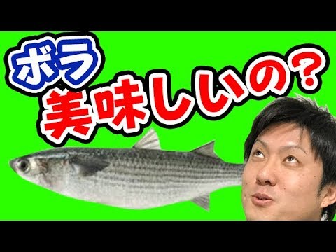 【魚図鑑 ボラ】刺身で食べる！美味しいの？サビキ釣り