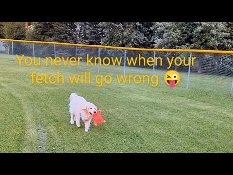 The dog was playing fetch tirelessly but something went wrong