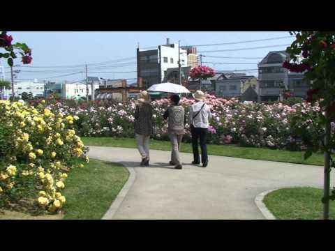 奥玉婦人会研修旅行　 福山バラ公園