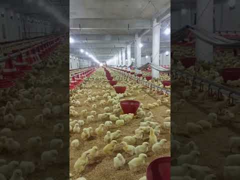 broiler chicks day4 #farming  #babyshorts #birdslover #poultry #poultryfarming #broilerchicks