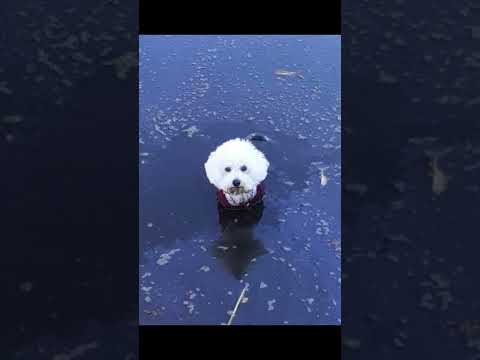 【雪】Xでバズったポストが面白すぎたwwww