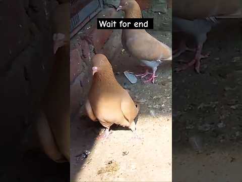 Surkhe hiflye kabutar #pigeon #shortvideo #shorts #viralvideo