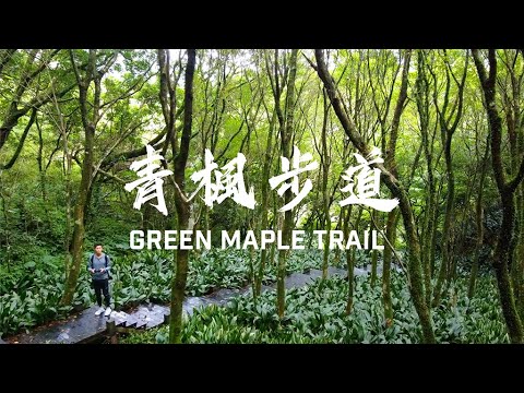 【#青楓步道/Green Maple Trail】 隱身在竹子湖內的秘境森林！(請開字幕/ENG Sub)