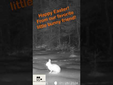 Cottontail Rabbit Stealthy under the moonlight! #wildlife #rabbit #cottontail  #trailcam