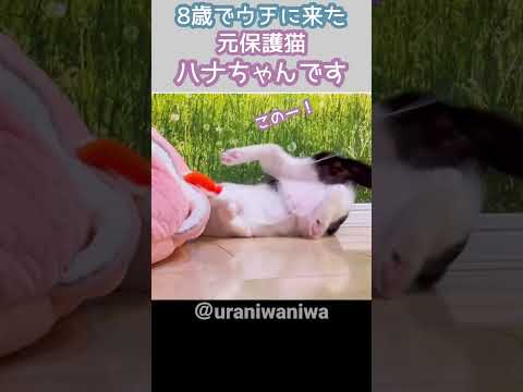 保護猫ハナちゃん8歳＃保護猫#はちわれ猫＃猫　https://youtu.be/98cpperjbXA