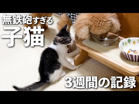 保護した子猫がご飯中に突撃…兄犬とあわや喧嘩な3週間目の成長記録｜保護猫｜犬と猫