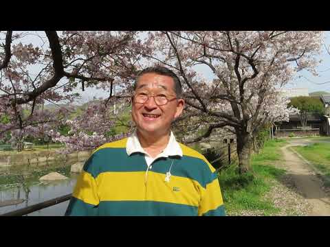 【満開の桜＆さくら独唱 】✨～桜・本庄富士・分水場～🎉