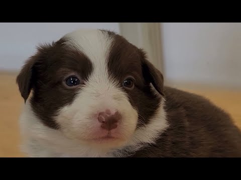 30-day-old Border Collie ☆ Bell # 1-month-old