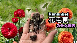 花毛茛Ranunkel洋牡丹的快速栽培方法和技巧/如何催芽/最怕什么最忌什么/05.05.2024