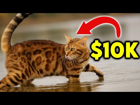 Top 10 Most Expensive Cat Breeds in The World