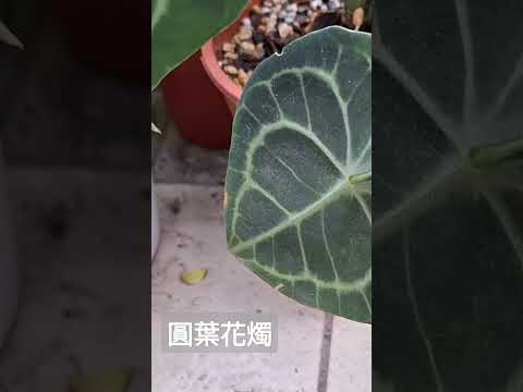 【観葉植物】觀葉植物｜圓葉花燭 #shorts #shortsvideo #觀葉植物 #観葉植物 #園藝 #植栽 #わかりやすい #園芸