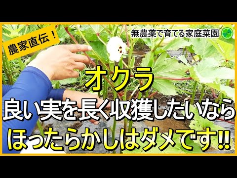 【オクラ栽培】なが～く良い実を収穫するためにやるべきお世話【有機農家直伝！無農薬で育てる家庭菜園】　24/7/20