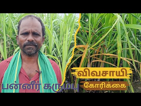 Paneer Karumbu vivasayam in tamil | Fengal puyal pathippu | Pongal festival | #tngovernment