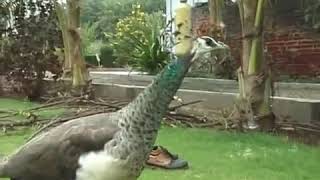 Peacock appreciates music