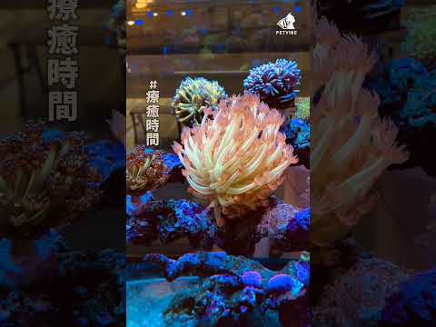 週五晚上的療癒時間🩵 #sea  #aquarium  #coral  #petvibe  #寵趣水族  #中和質感水族  #reef  #fish