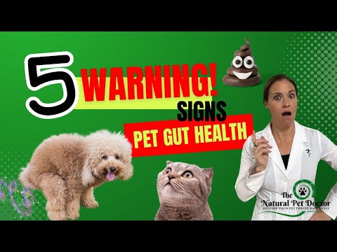 Five Warning Signs Of Pet Gut Health Issues - Holistic Vet Advice