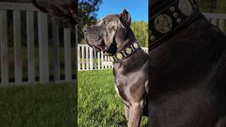 My Cane Corso Duke Patrolling and Controling His Yard! 🐾❤️ #canecorso