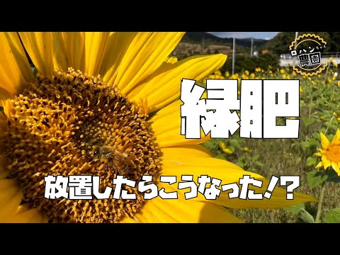 【11月の緑肥の様子】家庭菜園でも緑肥を上手く使いこなそう！！【緑肥】【土づくり】【ヘアリーベッチ】【ライムギ】【エン麦】【ひまわり】