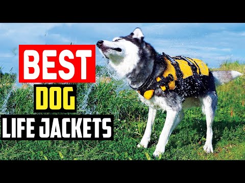 ✅Top 5 Best Dog Life Jackets for Safe Swimming in 2024