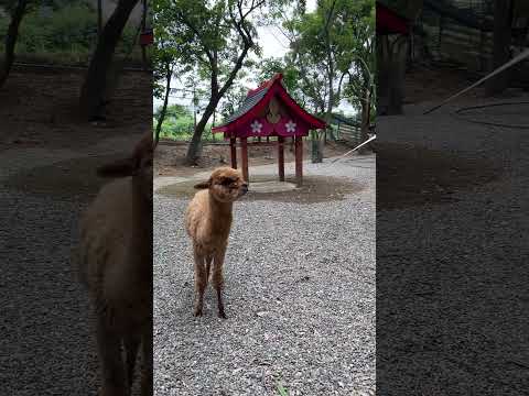 羊駝你的小腿怎麼這麼細