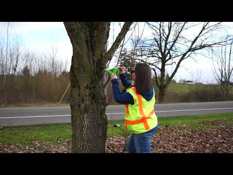 Gypsy moth and Japanese beetle trap checking