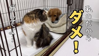 【犬・猫】独占欲が強いミニチュアダックスフンド