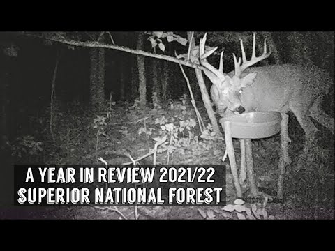 Best Trail Camera Videos of the Year (2021/2022) - Trail Cam Videos - Superior National Forest