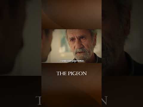 Big Confrontation - The Pigeon #shorts