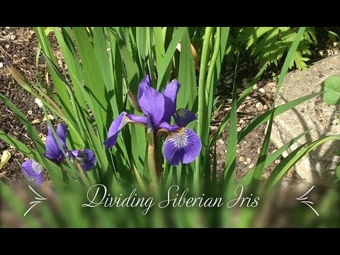 Dividing Siberian Iris (Iris sibirica)