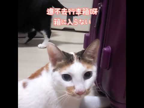 【K貓奴】點點超想進去行李箱？！。🐱 #貓 #猫のいる暮らし #cat #catsoftwitter #cats #catlover #shorts